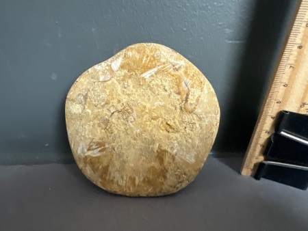 150 Million year old Fossil SAND DOLLAR From Madagascar. Species is PYGURUS MARMONTI