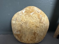 150 Million year old Fossil SAND DOLLAR From Madagascar. Species is PYGURUS MARMONTI - 2