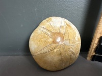 150 Million year old Fossil SAND DOLLAR From Madagascar. Species is PYGURUS MARMONTI - 3