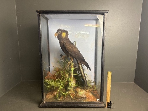 Black Cockatoo Taxidermy in Glass Case