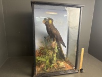 Black Cockatoo Taxidermy in Glass Case - 2