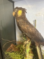 Black Cockatoo Taxidermy in Glass Case - 3