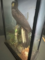 Black Cockatoo Taxidermy in Glass Case - 5