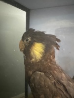 Black Cockatoo Taxidermy in Glass Case - 6