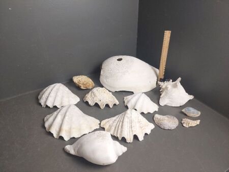 Large Collection of Decorator Shells