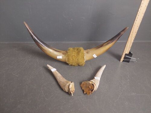 2 Pairs of Horns