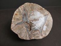 Two Crystal Fossils - 5