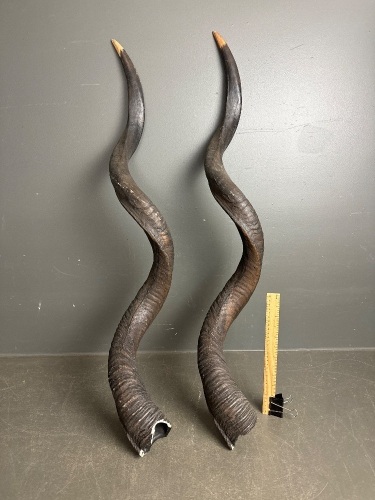 Pair of XXL South African Kudu Horns - 127cm