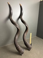 Pair of XXL South African Kudu Horns - 127cm - 2