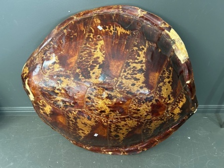 Large Tortoise Shell