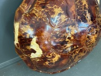 Large Tortoise Shell - 2