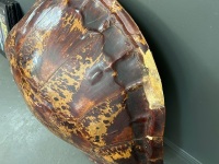 Large Tortoise Shell - 3