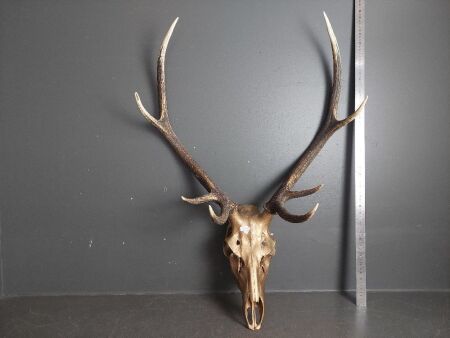 Gold Painted Deer Scull & Antlers