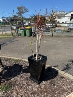 Large Black Ceramic Garden Pot