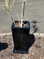 Large Black Ceramic Garden Pot - 2