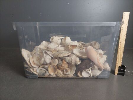 Tub of Partial Shells for craft or garden 