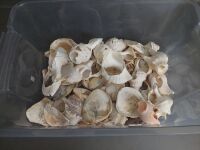 Tub of Partial Shells for craft or garden  - 2