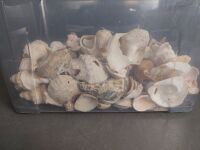 Tub of Partial Shells for craft or garden  - 4