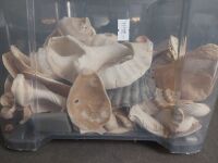 Tub of Partial Shells for craft or garden  - 5