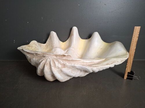 Giant Faux Resin Clam Shell