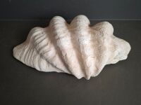 Giant Faux Resin Clam Shell - 3