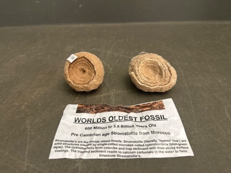 2x 600 Million to 3 Billion Year Old Stromatolite Fossils - From Morocco - Named the Worlds Oldest Fossil