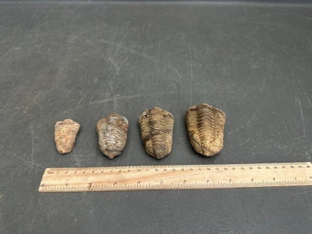 4X 450 Million Year Old Ordovician Age Trilobite Fossils