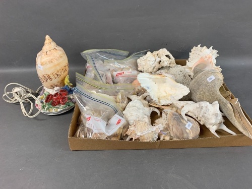 Large Box Lot of Assorted Shells