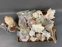 Large Box Lot of Assorted Shells - 2